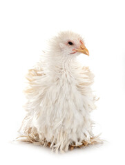 curly Cochin chicken in studio