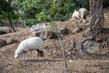 Due pecore in paesaggio estivo, Sardegna