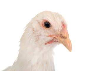 Cochin chicken in studio