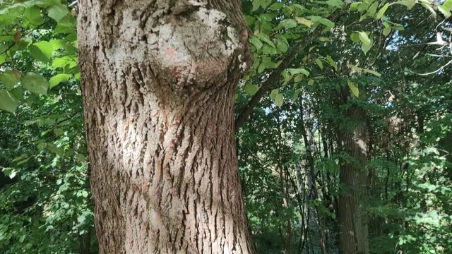 Ardilla europea subiendo por el tronco de un &radic;&deg;rbol