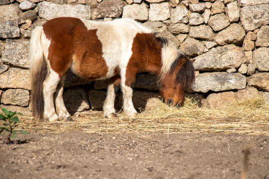 pony eating biada against a stone wall