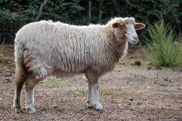 Female sheep in a Sardinian landscape