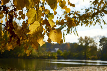 Yellow leaves on the branch at the evening park