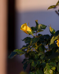 beautiful yellow roses in the backyard in golden light during sunset, in Adelaide, South Australia