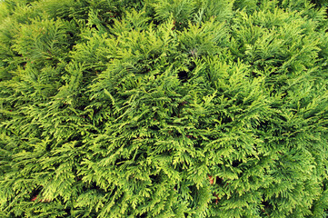 Evergreen conifer tree Thuja Arborvitae.