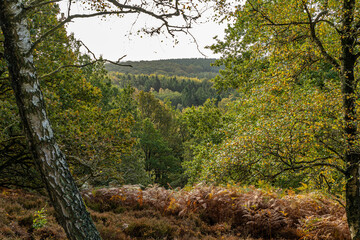 Heath area with a height of 92 meters, and with a beautiful view over the Gudenå valley.