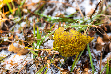 Close-up of a yellow leaf lying on grass covered with first autumn snow
