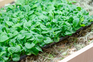 Growing greens and microgreens at home on a windowsill or in a greenhouse, plants on the balcony