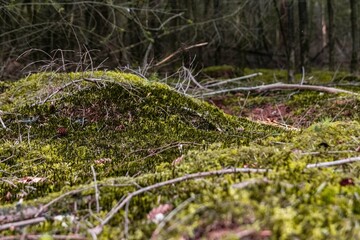 moss in the forest