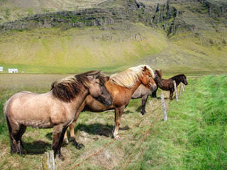 Icelandic horses on pasture in the mountains