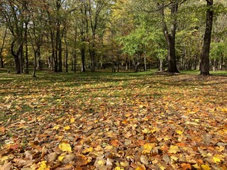 秋の森　落ち葉