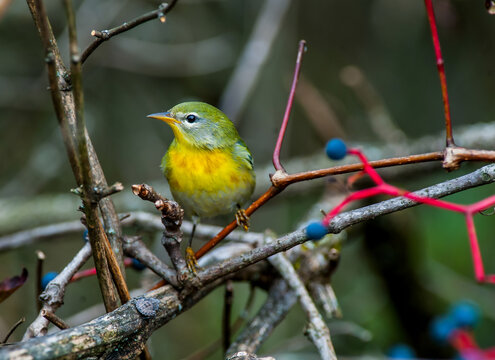 A Northern Parula (Setophaga americana), in its fall and winter foliage, hunts for food during its annual Southern migration. 