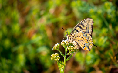 Butterfly on a flower. A flock of butterflies by the water. Colorful spring background with copy space. Spring and ecology concept.
