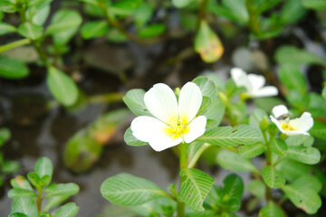 over white flower blooming on blur background