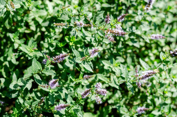 Medicinal herbs. Peppermint blooms. Sunlight. Autumn time. New l