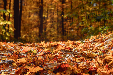 Red and yellow fallen leaves on the path in the park on a sunny autumn day against the background of a colorful forest. Background