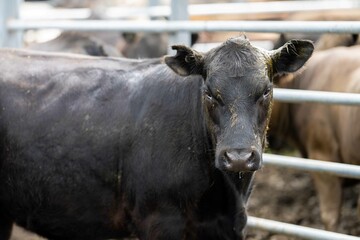Mustering and herding cows on a station in summer, in Australia. 