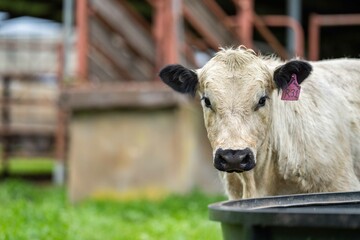Stud Angus, wagyu, Murray grey, Dairy and beef Cows and Bulls grazing on grass and pasture in a...