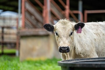 Stud Angus, wagyu, Murray grey, Dairy and beef Cows and Bulls grazing on grass and pasture in a...