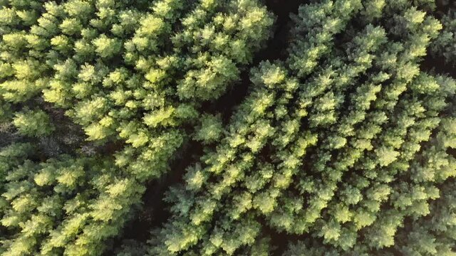 Pine forest top view. Filming from a flying unmanned aerial vehicle in motion. Natural pattern of trees.