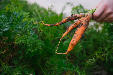 A farmer picking carrots. A male gardener pulls a carrot out of the ground. Growing organic vegetables.
