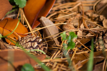 Ripe pine cone on a branch is spreading its seeds with the wind as delicious snack for squirrels and other rodents in a natural forest growing to new pine trees with fresh green as Christmas symbol