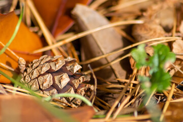 Ripe pine cone on a branch is spreading its seeds with the wind as delicious snack for squirrels and other rodents in a natural forest growing to new pine trees with fresh green as Christmas symbol