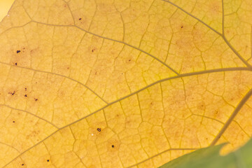 Colorful leaves in autumn and fall shine bright in the backlight and show their leaf veins in the sunlight with orange, red and yellow colors as beautiful side of nature in the cold season