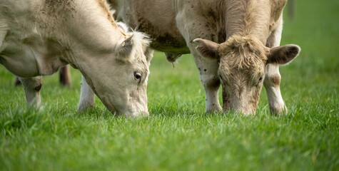 Stud Angus, wagyu, Murray grey, Dairy and beef Cows and Bulls grazing on grass and pasture in a...