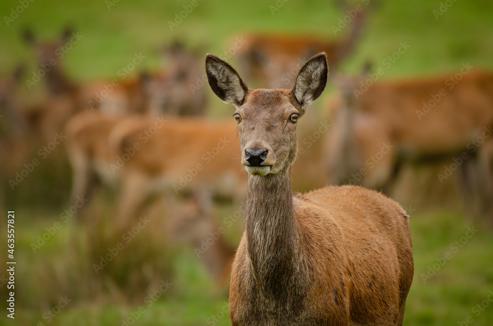 Aufkleber A young red deer doe stands in a field facing forward there are other in the background not in focus