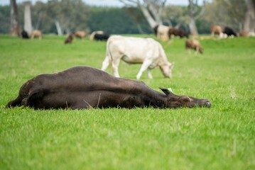 Stud Angus, wagyu, Murray grey, Dairy and beef Cows and Bulls grazing on grass and pasture in a...