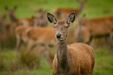 A young red deer doe stands in a field facing forward there are other in the background not in focus