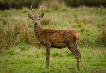 A young red deer stag stands around facing forward. It is known as a prickett