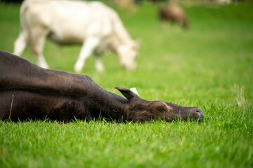 Stud Angus, wagyu, Murray grey, Dairy and beef Cows and Bulls grazing on grass and pasture in a...