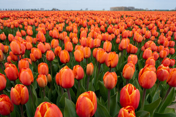 Tulip bulbs production industry, colorful tulip flowers fields in blossom in Netherlands
