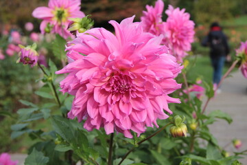 Obraz premium Dahlie, Dahlien, Dahlia, Dahlias,