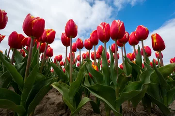 Gordijnen Tulip bulbs production industry, red tulip flowers fields in blossom in Netherlands up view © barmalini