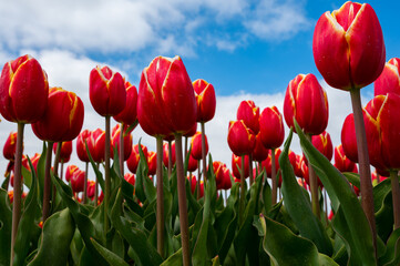 Tulip bulbs production industry, red tulip flowers fields in blossom in Netherlands up view