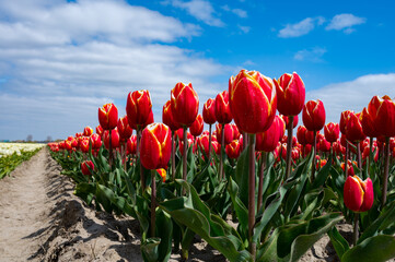 Tulip bulbs production industry, colorful tulip flowers fields in blossom in Netherlands