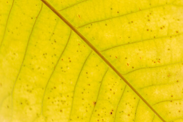 Colorful leaves in autumn and fall shine bright in the backlight and show their leaf veins in the sunlight with orange, red and yellow colors as beautiful side of nature in the indian summer season
