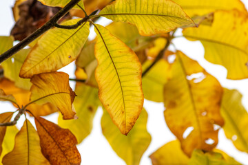 Colorful leaves in autumn and fall shine bright in the backlight and show their leaf veins in the sunlight with orange, red and yellow colors as beautiful side of nature in the indian summer season