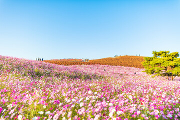 ひたち海浜公園のコスモス