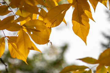 Colorful leaves in autumn and fall shine bright in the backlight and show their leaf veins in the sunlight with orange, red and yellow colors as beautiful side of nature in the cold season
