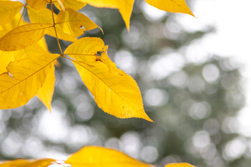Colorful leaves in autumn and fall shine bright in the backlight and show their leaf veins in the sunlight with orange, red and yellow colors as beautiful side of nature in the cold season