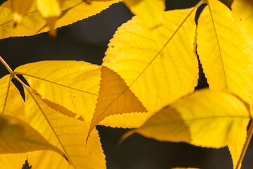 Colorful leaves in autumn and fall shine bright in the backlight and show their leaf veins in the sunlight with orange, red and yellow colors as beautiful side of nature in the cold season