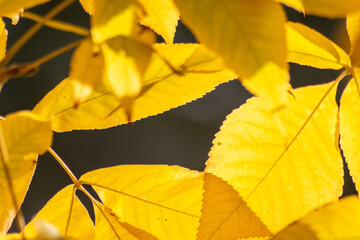 Obraz premium Colorful leaves in autumn and fall shine bright in the backlight and show their leaf veins in the sunlight with orange, red and yellow colors as beautiful side of nature in the cold season
