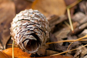 Ripe pine cone on a branch is spreading its seeds with the wind as delicious snack for squirrels and other rodents in a natural forest growing to new pine trees with fresh green as Christmas symbol