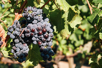 Fototapeta premium Fresh ripe grapes hanging on vineyard in Urla, Turkey.