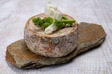 Cheese collection, matured cow cheese with mold tommette de savoie from France, cheese made in Alpine mountains