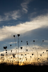 backlit flowers at sunset. high contrast. selective focus. copy space. pleasant sensations and emotions. vertical image for social networks, tik tok, instagram.